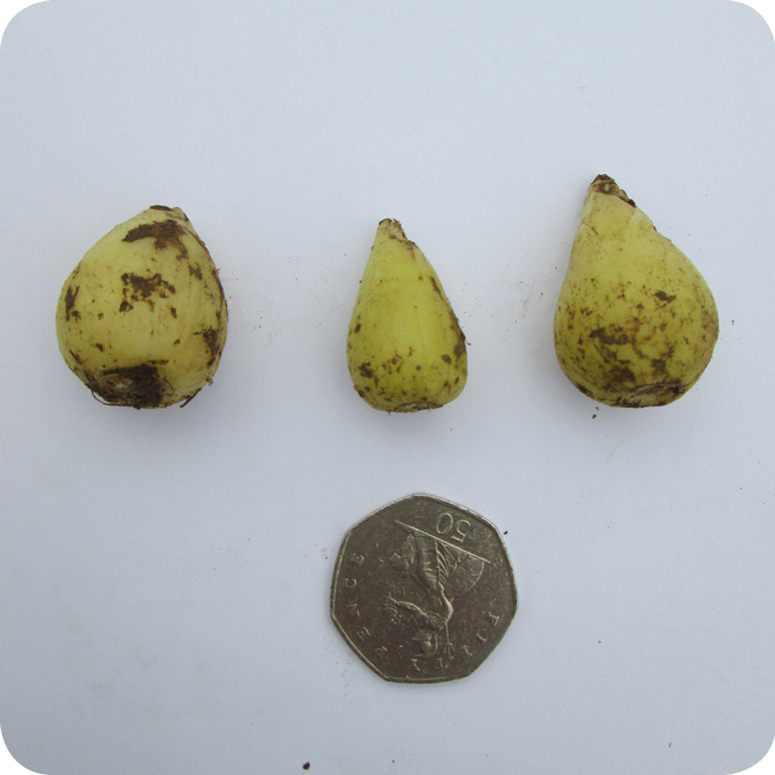 English Bluebell (Hyacinthoides non-scripta) bulbs IN THE GREEN