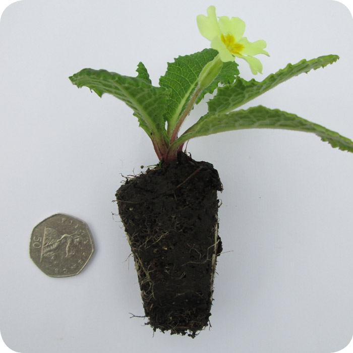 Primrose (Primula vulgaris) plug plants