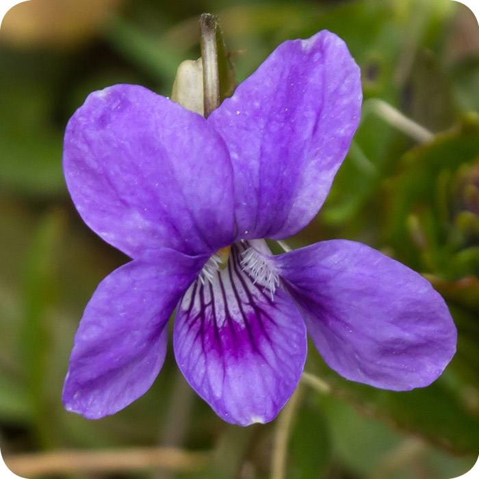 Common Dog-violet (Viola riviniana) plug plants