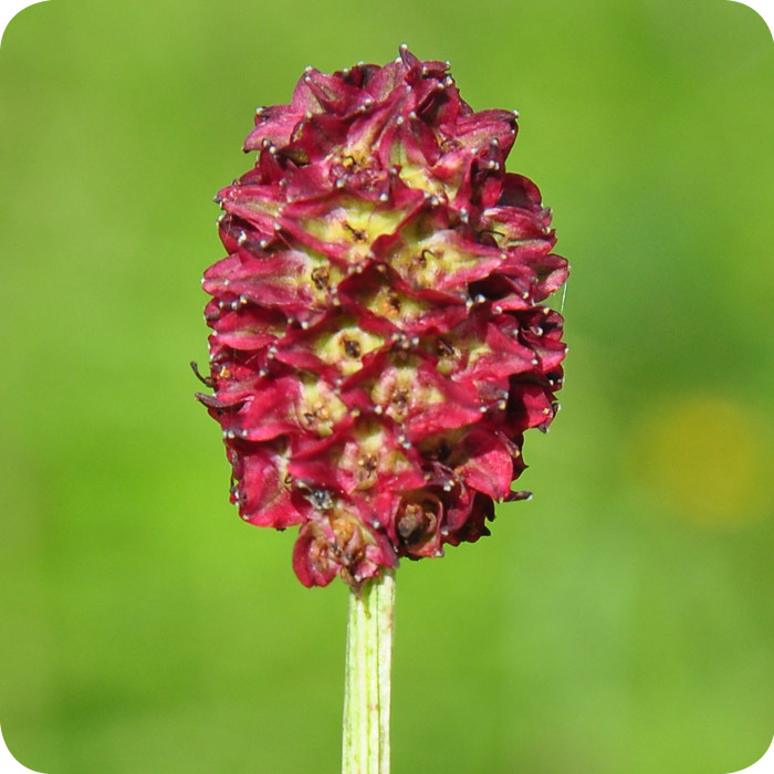 Great Burnet (Sanguisorba officinalis) plug plants