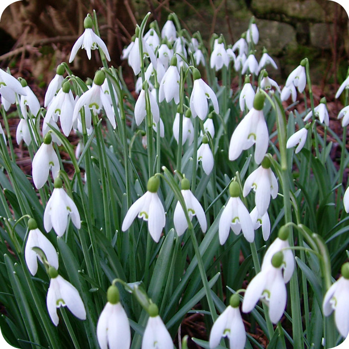 Snowdrop (Galanthus nivalis) Bulbs In The Green