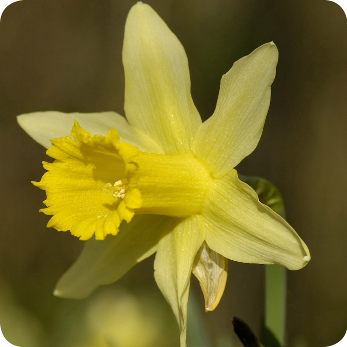 Wild Daffodil (Narcissus pseudonarcissus Lobularis) Bulbs In The Green