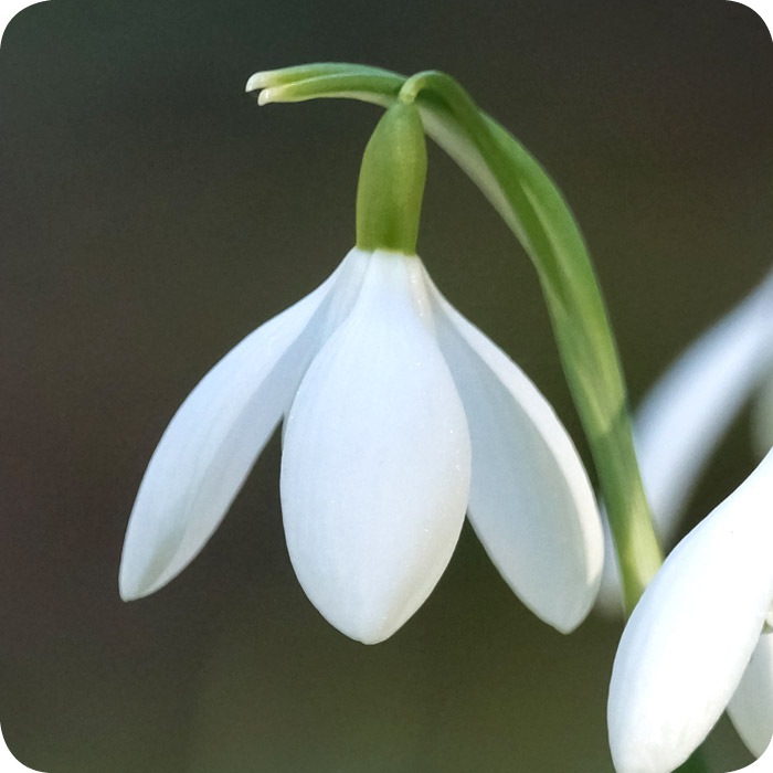 Snowdrop (Galanthus nivalis) Bulbs In The Green