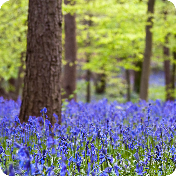 Scottish Bluebell (Hyacinthoides non-scripta) Bulbs In The Green