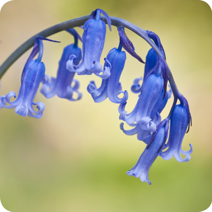 English Bluebell (Hyacinthoides non-scripta) bulbs