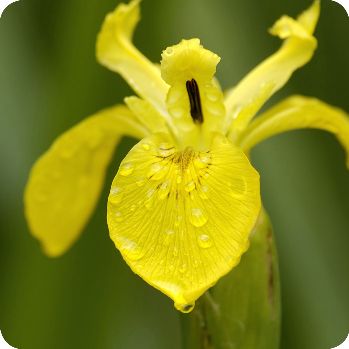 Yellow Flag (Iris pseudacorus) plug plants