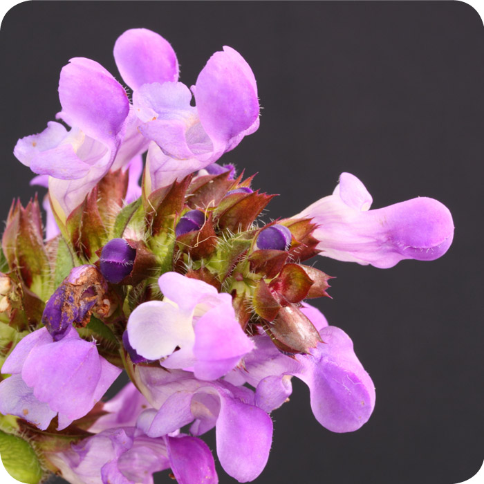Self-heal (Prunella vulgaris) plug plants