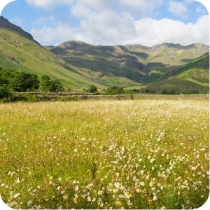 Neutral Hay Meadow Wildflower Seeds Only