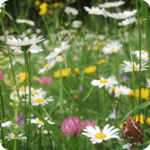 Neutral Hay Meadow Wildflower Seeds Only