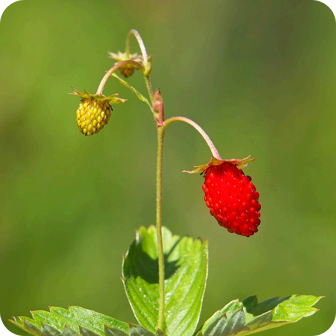 Wild Strawberry (Fragaria vesca) plug plants