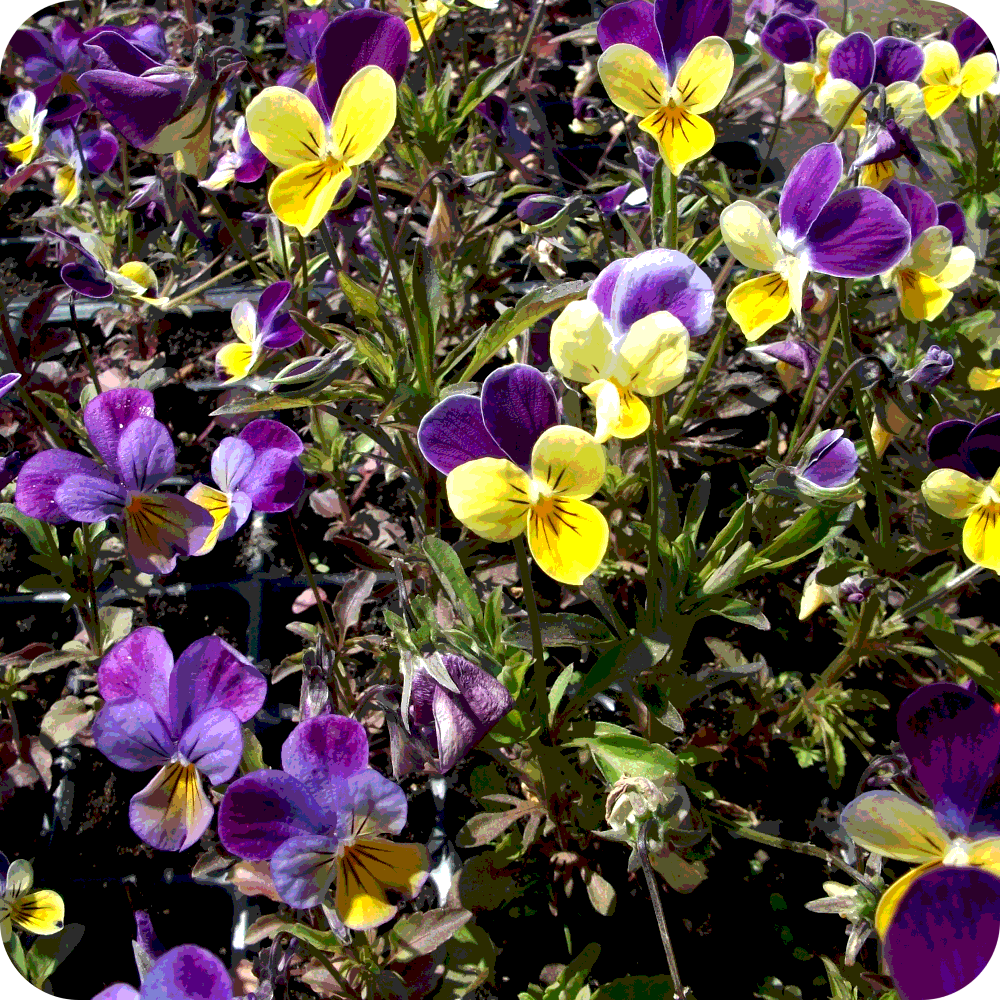 Wild Pansy (Viola tricolor) plug plants