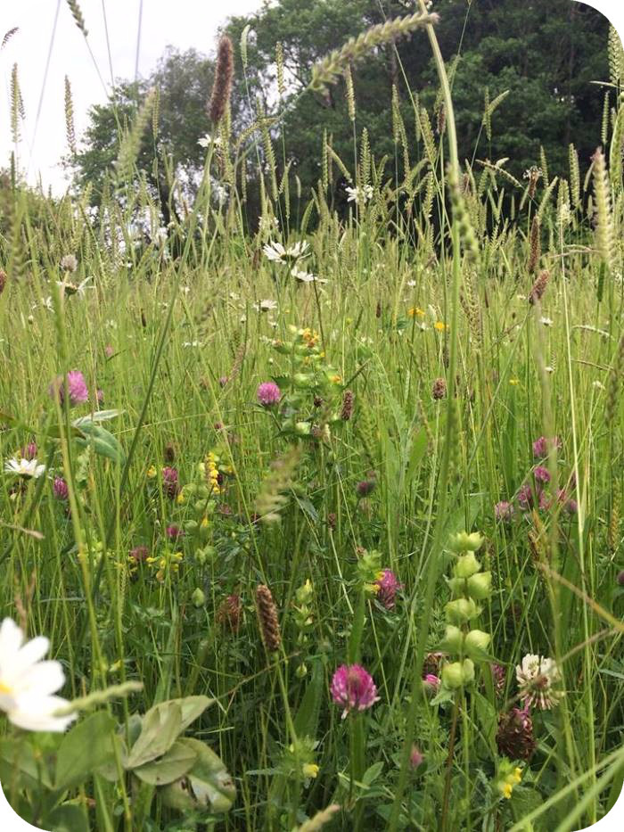 Neutral Hay Meadow Seed Mix 