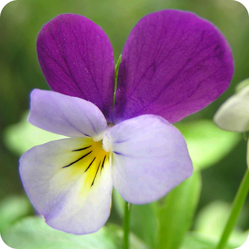Wild Pansy (Viola tricolor) plug plants