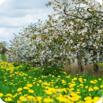 Orchard Meadow Seed Mix (Neutral Soil)