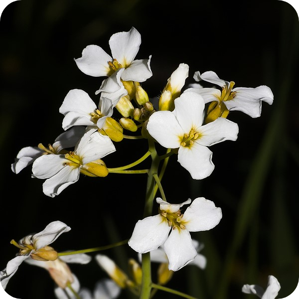 Meadow saxifrage (Saxifraga granulata) plug plants