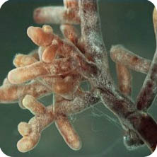 mycorrhizal-fungi-granules-grams