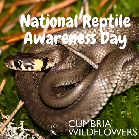 national reptile awareness day