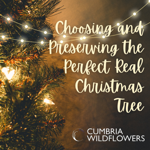 choosing the perfect christmas tree
