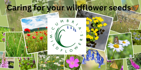 caring for your wildflower seeds