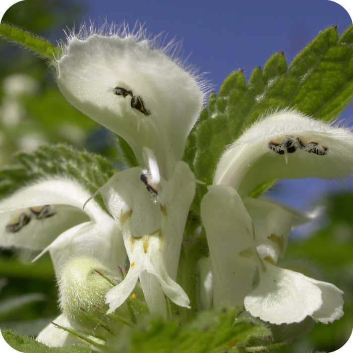 White Dead-Nettle (Lamium album) plug plants