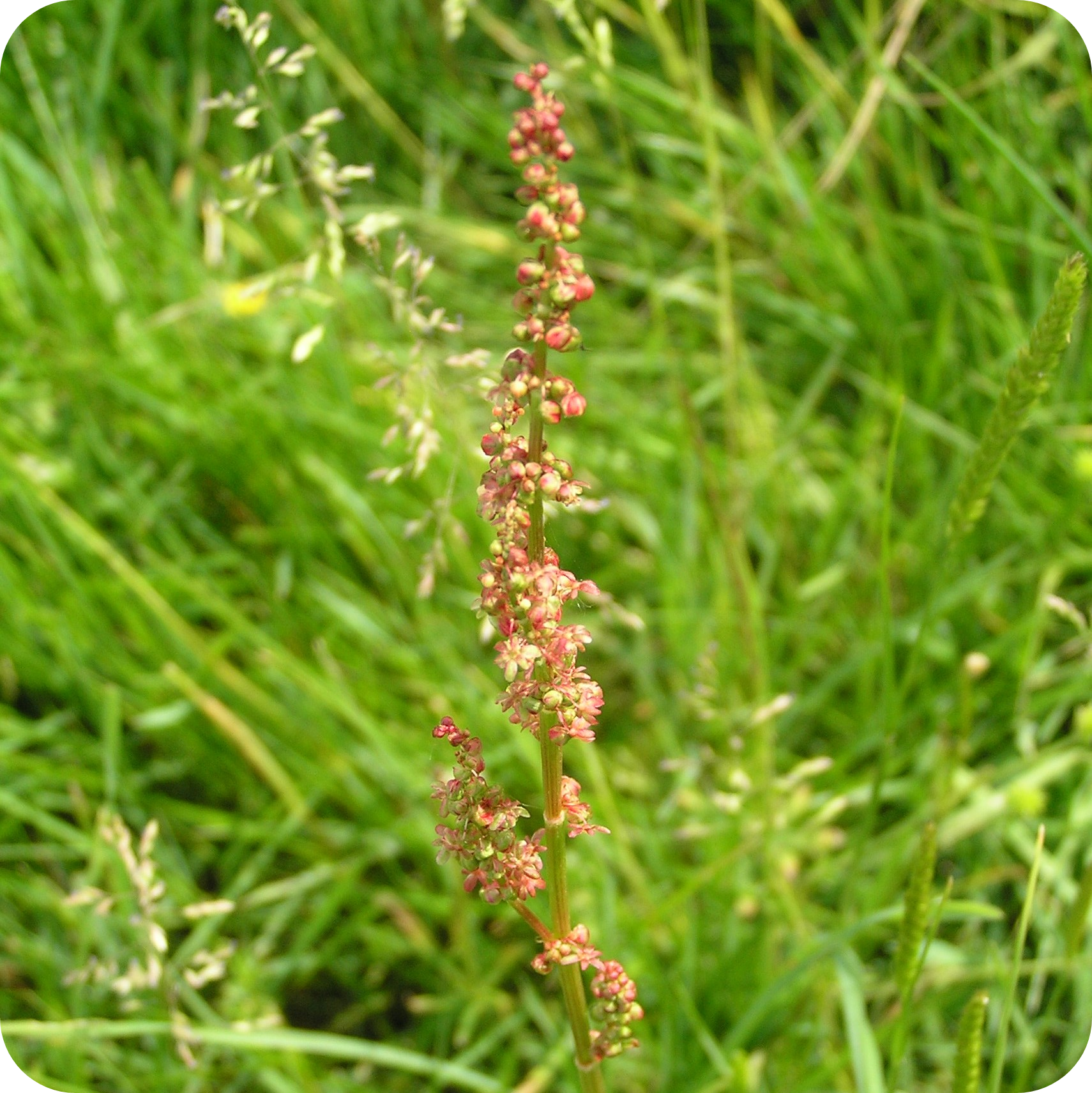 Common Sorrel (Rumex acetosa) plug plants