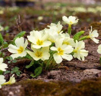 Primrose (Primula vulgaris) Jumbo plug plants